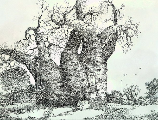 E Rood - Baobab 2